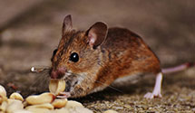 24 Hour & Emergency Exterminators in PRS, DC